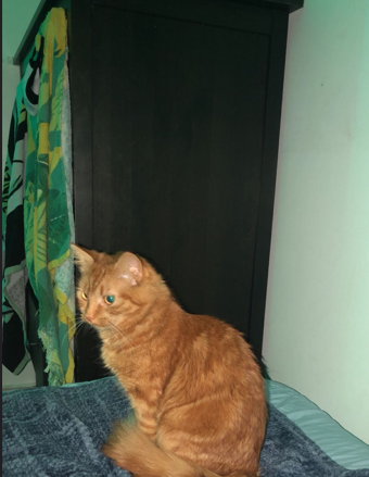 میشی در حال هشدار