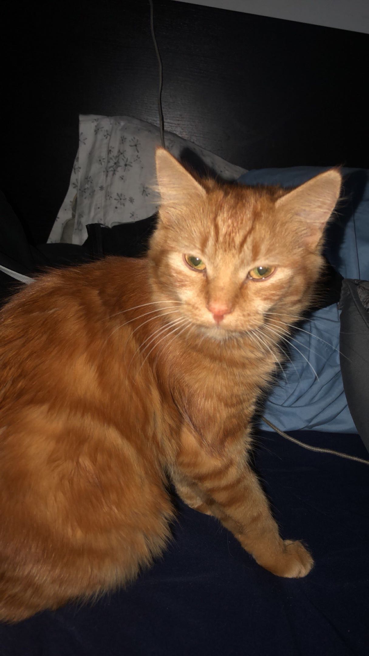 میشی در حالت دراماتیک